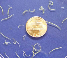 11. Ancylostoma adults Hookworms