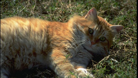 Seizures in Cats ANIML070 Seizures in Cats