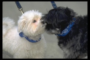 CTDG1005 300x200 Canine Influenza