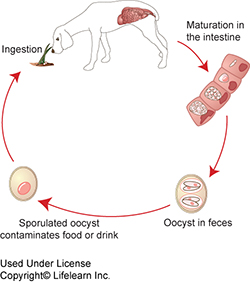 canine_coccidiosis canine coccidiosis What are Coccidia?