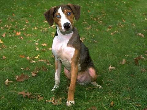 Canine Influenza catahoula leopard Dog Canine Influenza