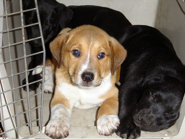 cratetraining Crate Training