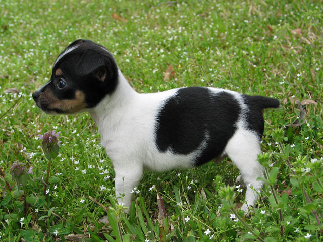 chocolate poisoning in dogs vomiting and diarrhea treaschwig veterinary clinic chocolate poisoning in dogs vomiting and diarrhea treaschwig veterinary clinic