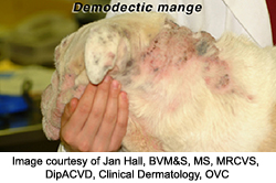 demodectic mange 2009 2 Demodex   Mange in Dogs