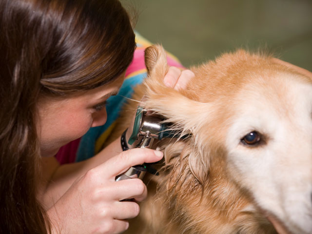Ear Disease in Pets earinfections Ear Disease in Pets