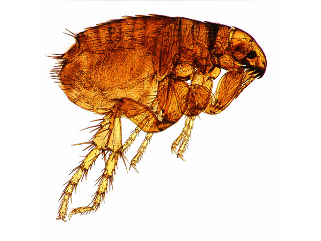 Flea Control flea480 Flea Control