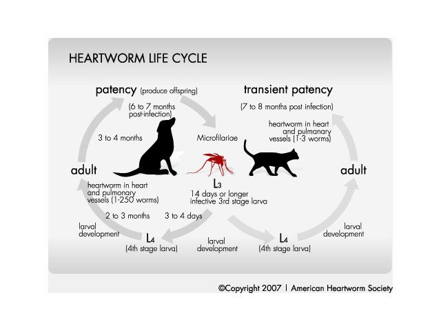 Heartworms in Cats heartwormchart Heartworms in Cats