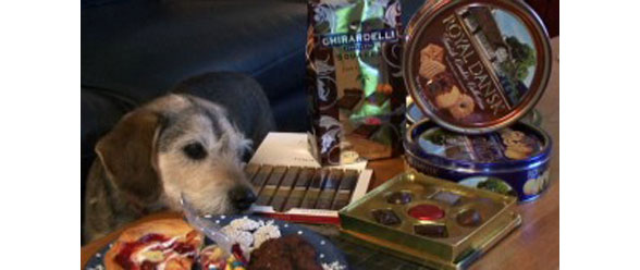Holiday Foods May Land your Pet in the ER