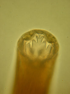 hookworm A. caninum teeth Hookworms