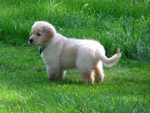 housestrainingsplash How To Potty Train Your Puppy