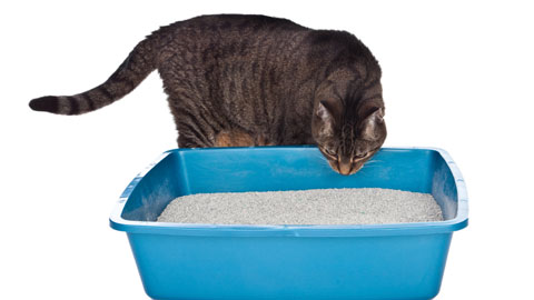 Urinary Problems in Cats litterbox Urinary Problems in Cats