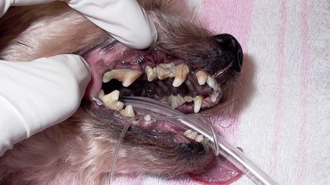 teeth Dental Health Care for your Pet