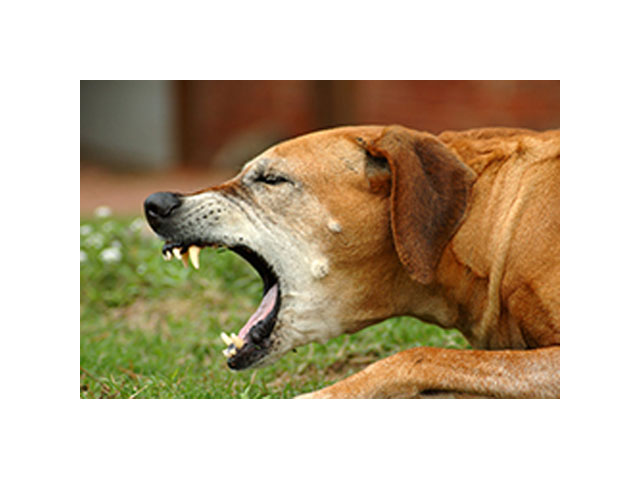 what is kennel cough in dogs december 2009 treaschwig veterinary clinic what is kennel cough in dogs december 2009 treaschwig veterinary clinic