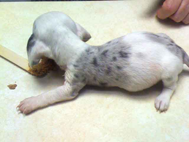 potbelly Roundworms