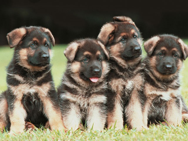 puppies Preparing your Home for your new Puppy