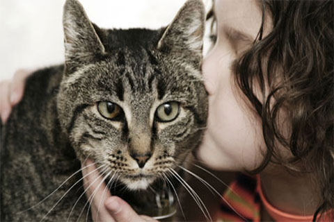 Toxoplasmosis in Cats ...