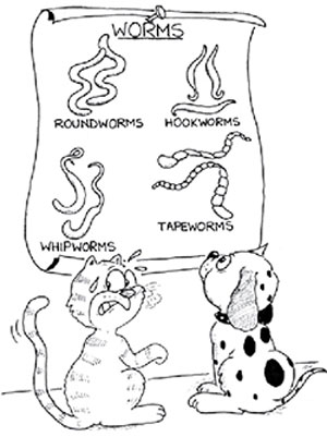 tapeworm_infection tapeworm infection Tapeworms