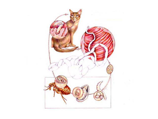 What are Tapeworms? tapewormlifecyle What are Tapeworms?