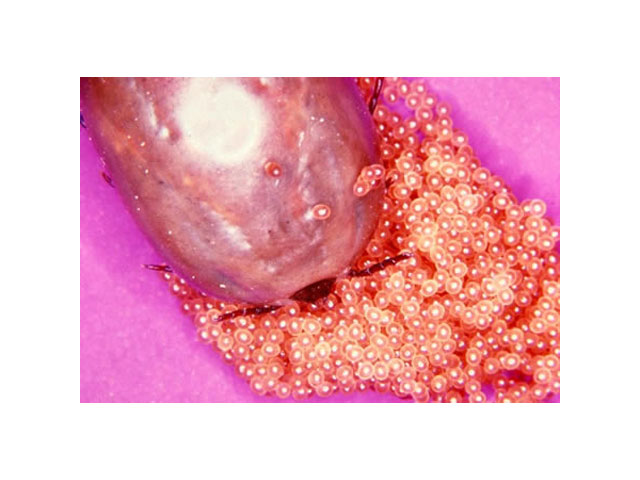 Ticks and your Pets tickeggs Ticks and your Pets