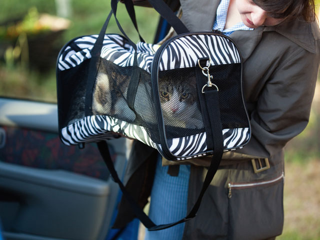 travelwithcat Traveling with Your Cat