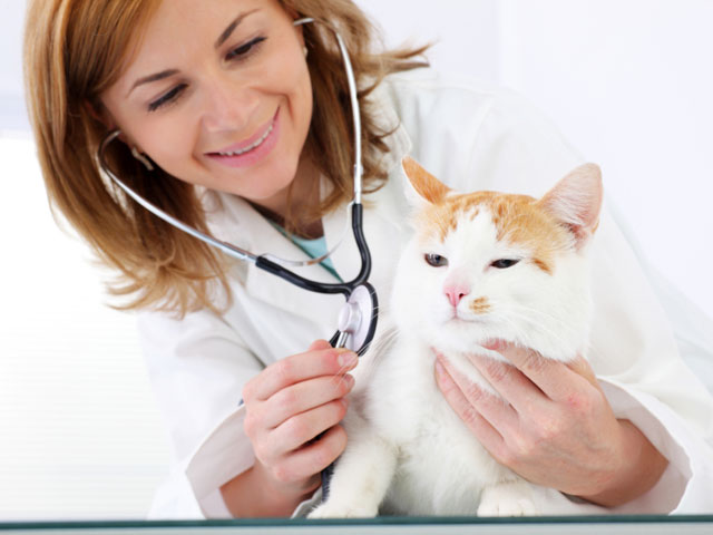 vetwithcat Respiratory Diseases in Cats